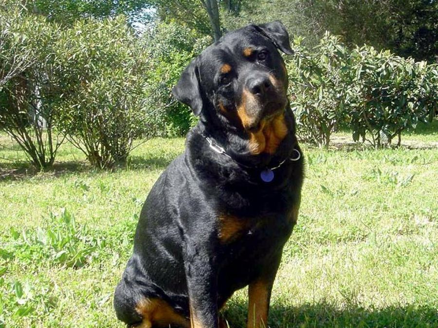 rottweiler adulto