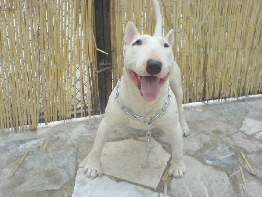 bull terrier blanco
