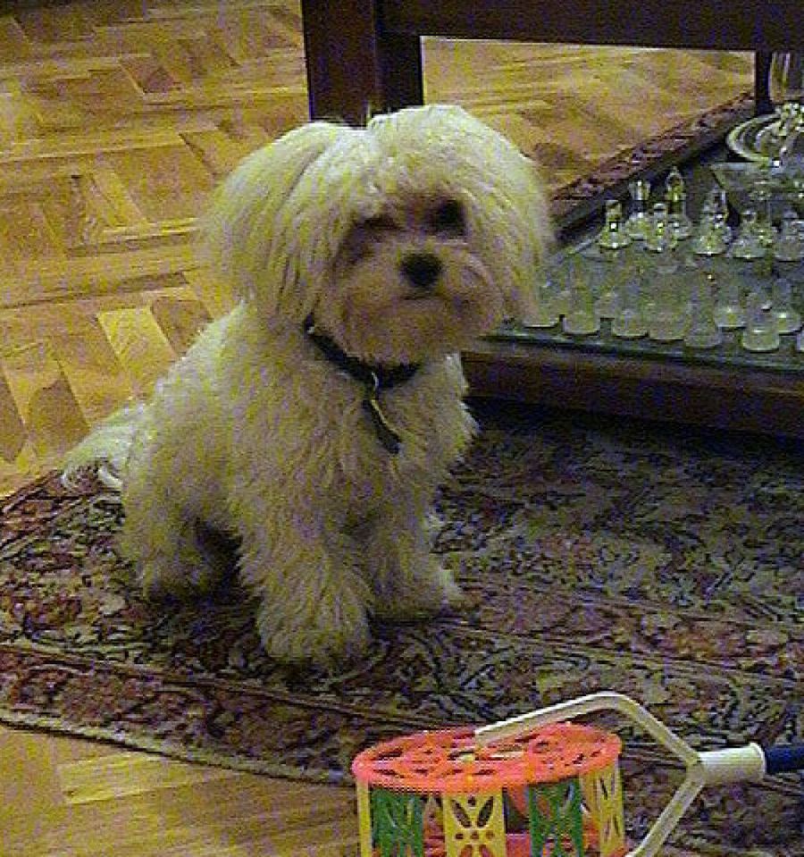 bichon sentado