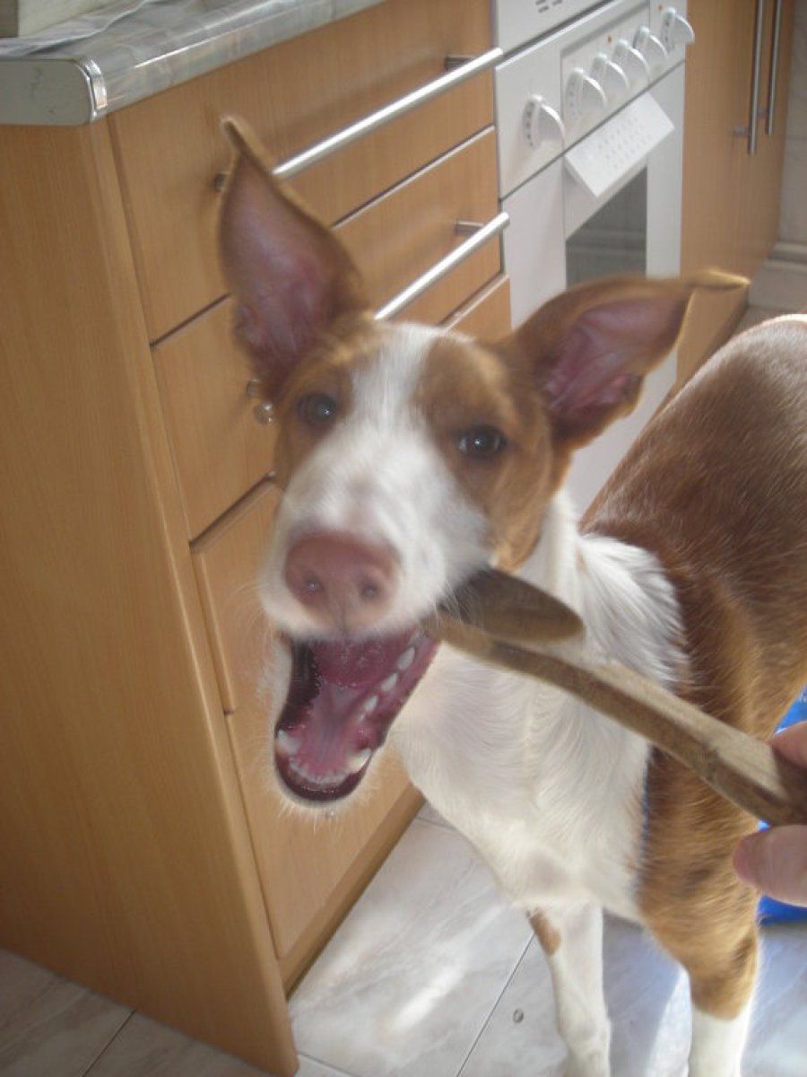 Podenco Ibicenco
