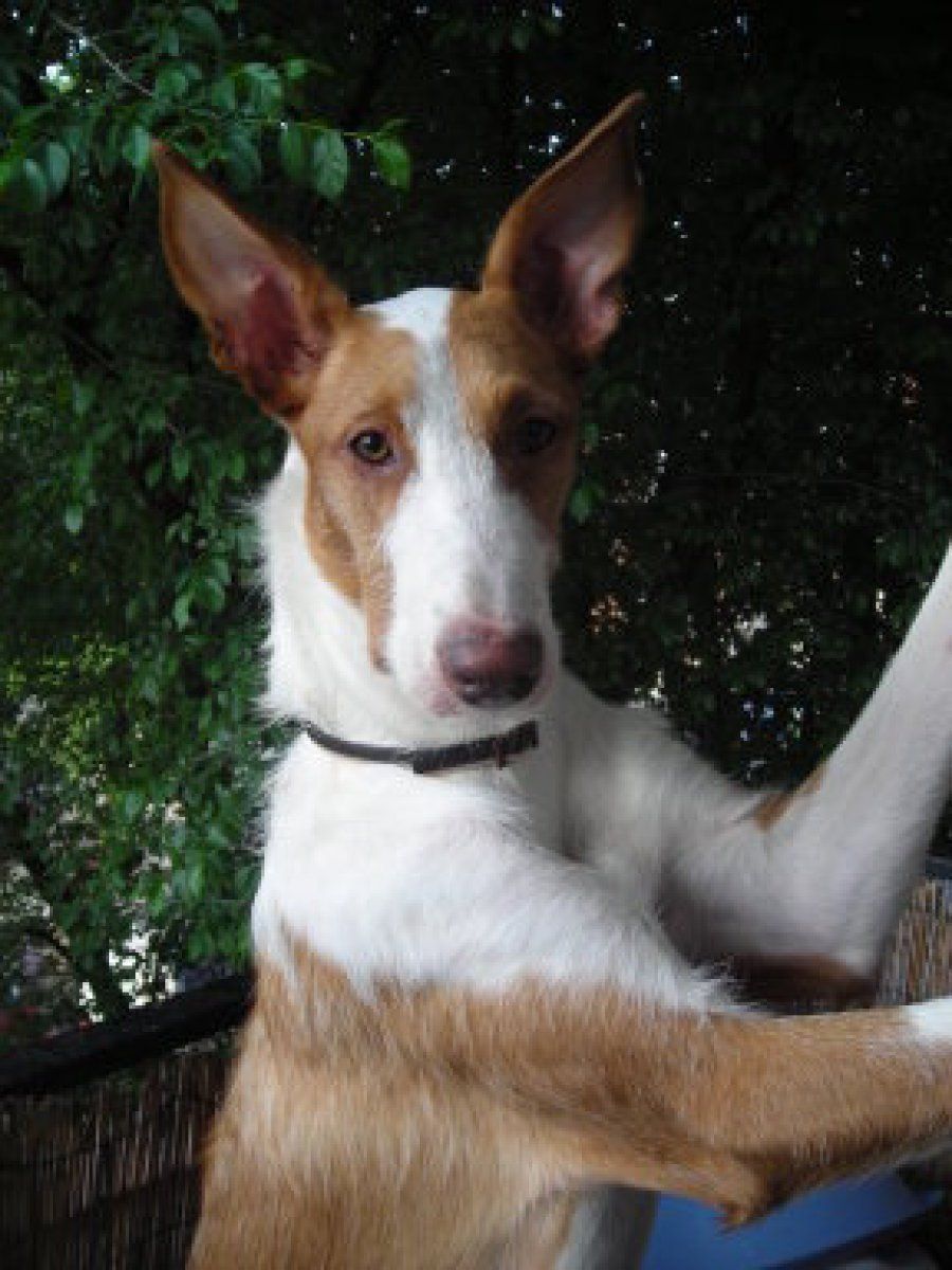 Podenco Ibicenco