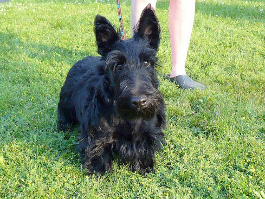 Scottish Terrier