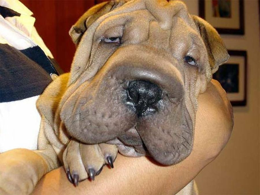 shar pei