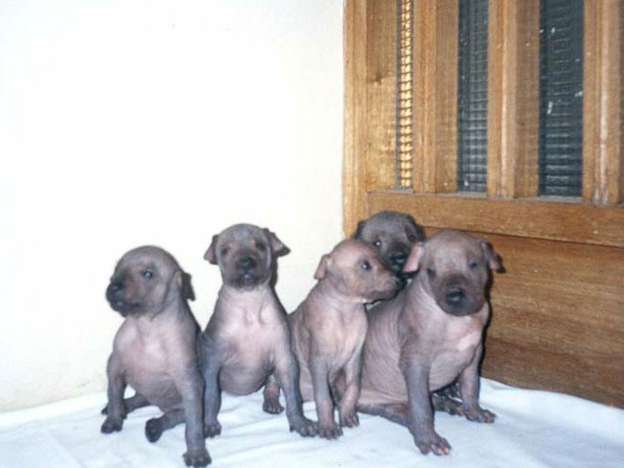 cachorros sin pelo