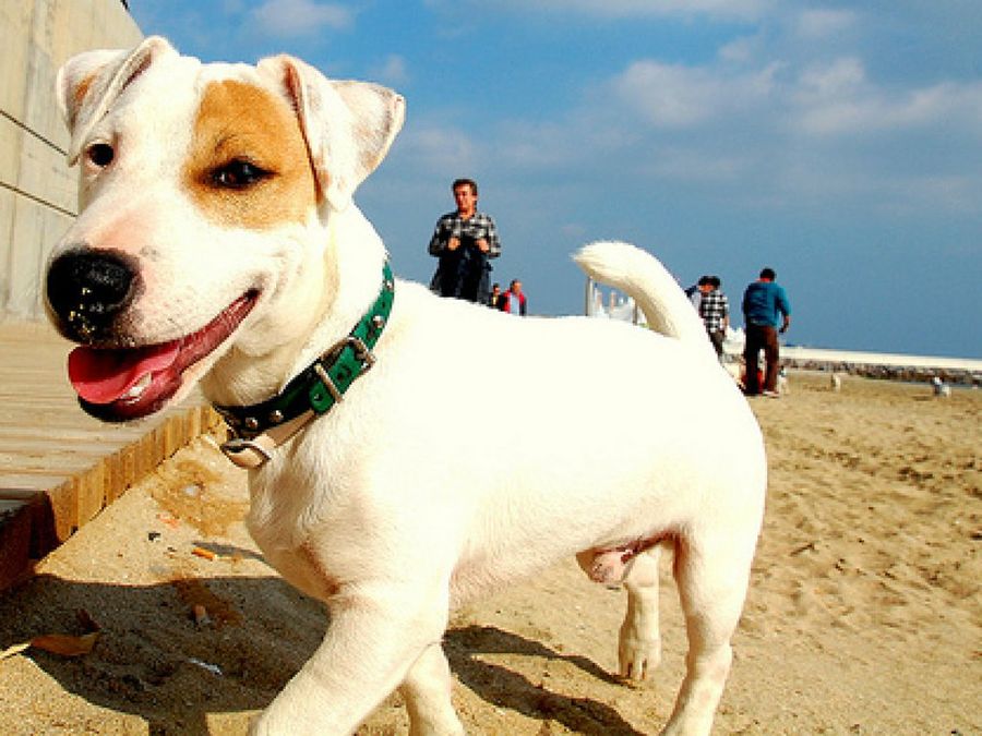 Jack Russell Terrier