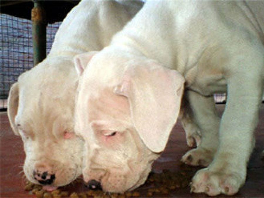 Dogo Argentino