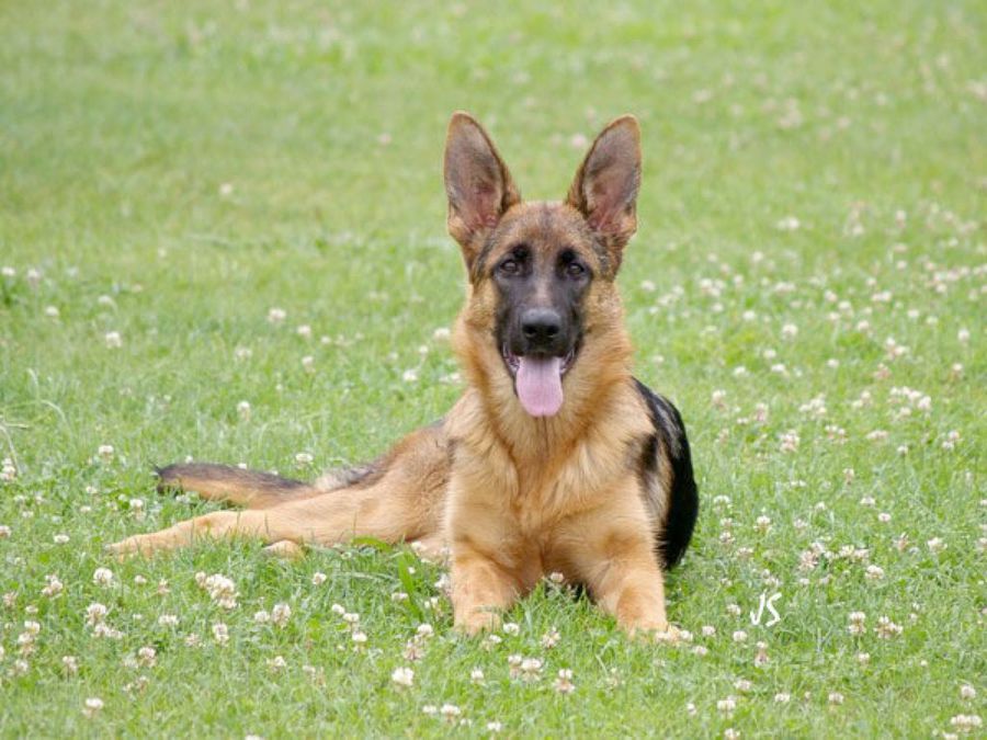 pastor alemán grande