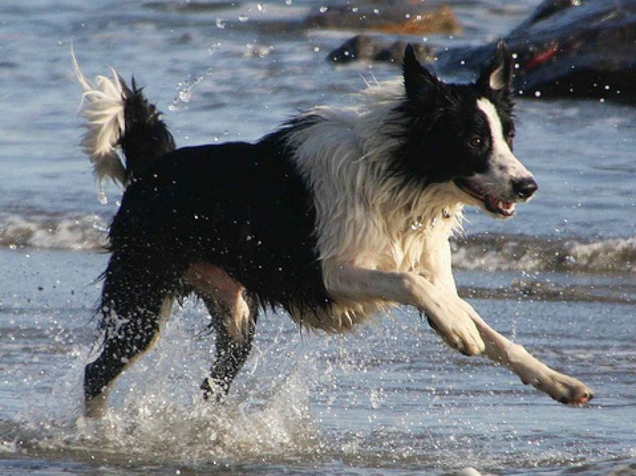 Collie