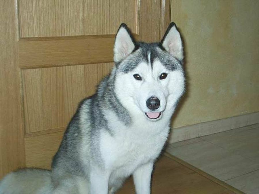 husky