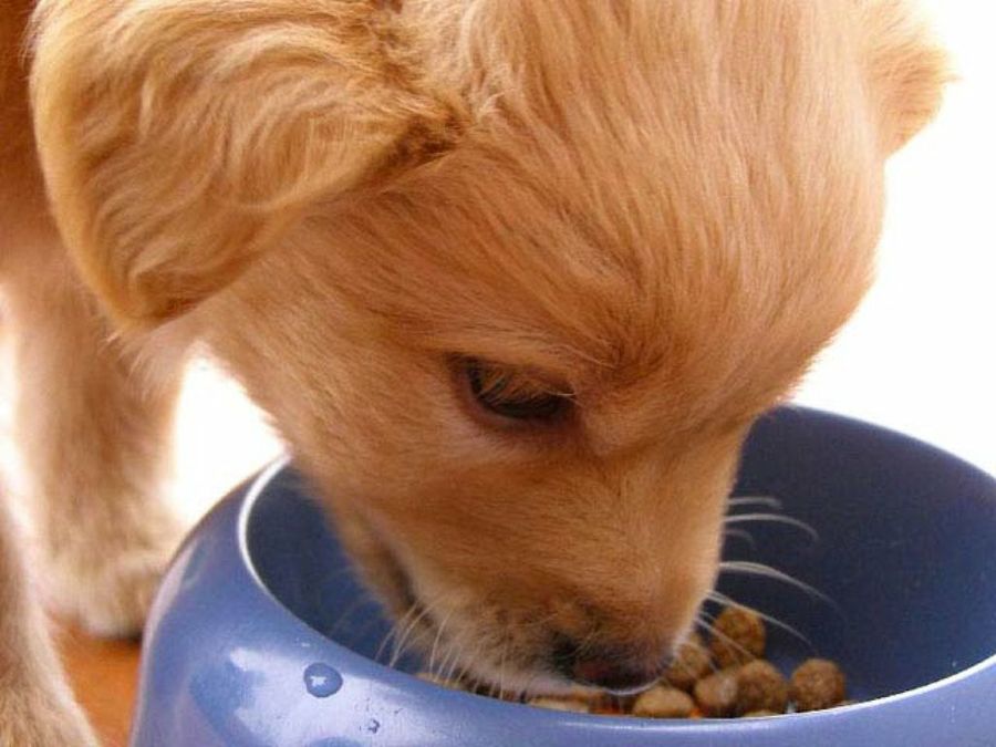 cachorro comiendo