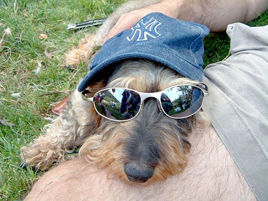 perro con gafas de sol