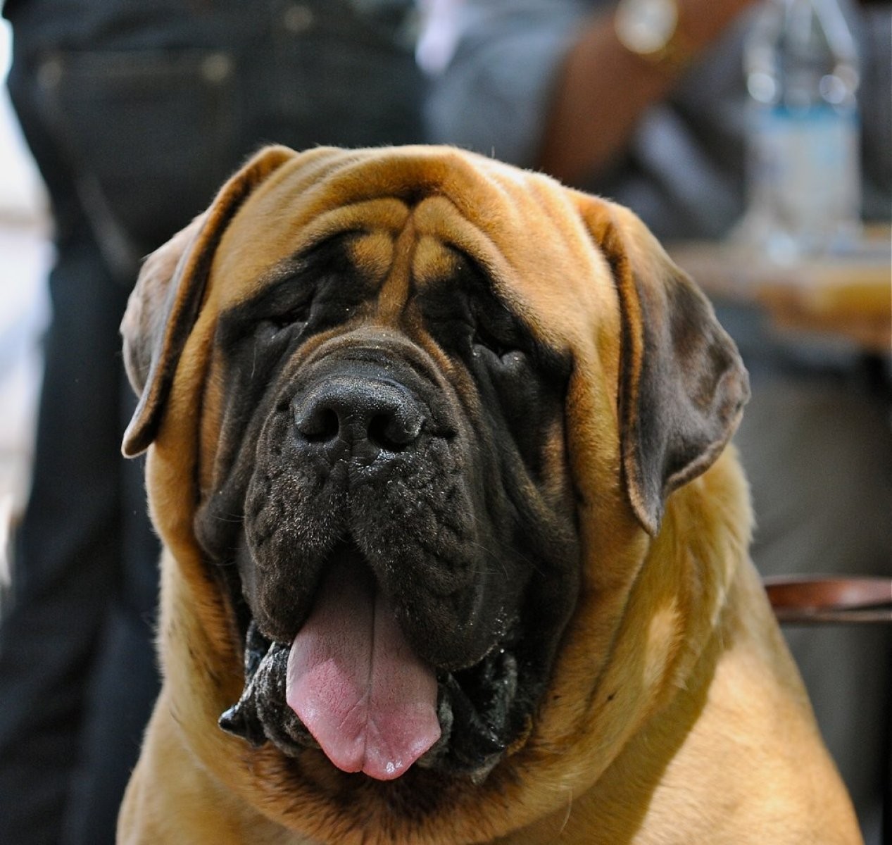 Bullmastiff