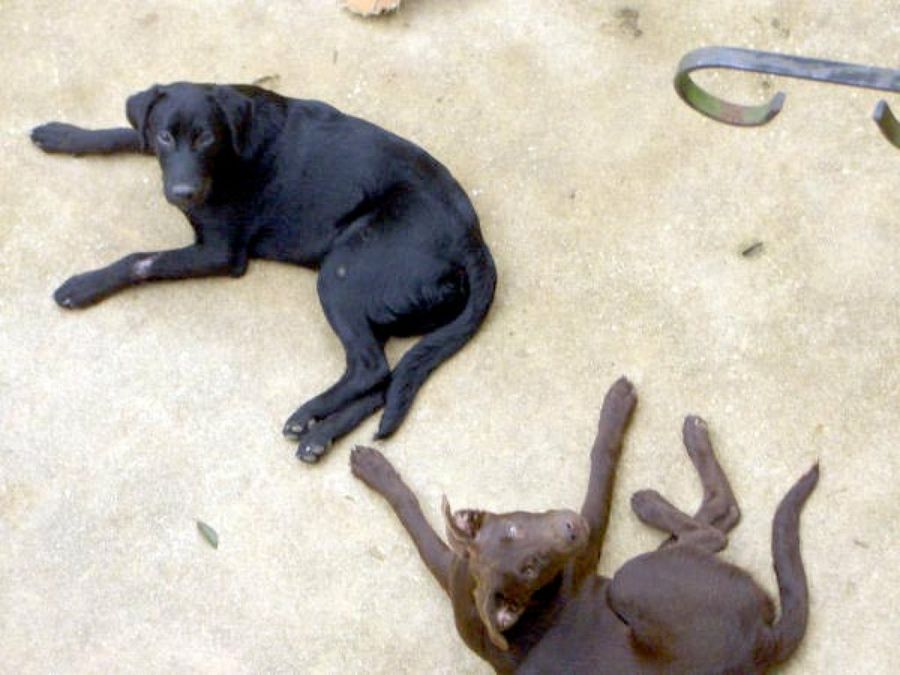 perros negro y marrón