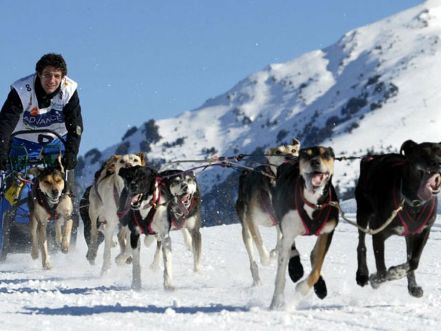 perros tirando del trineo