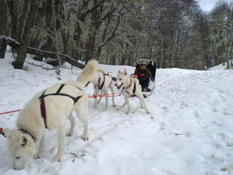 perro en la nieve