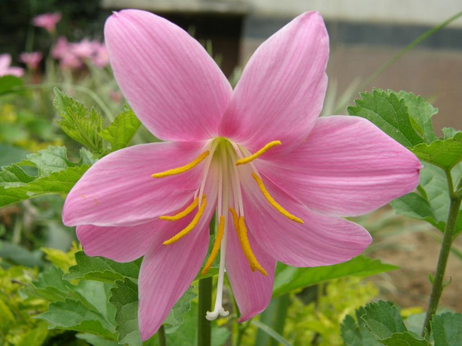 La Amaryllis | Plantas