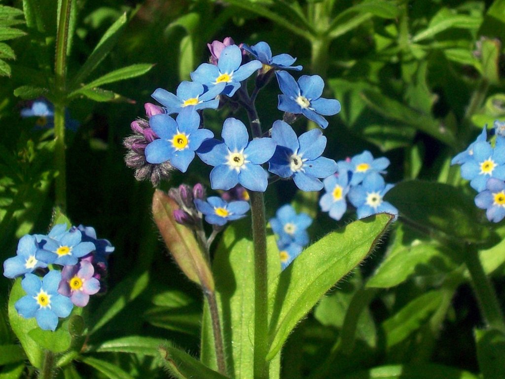 El Nomeolvides | Plantas