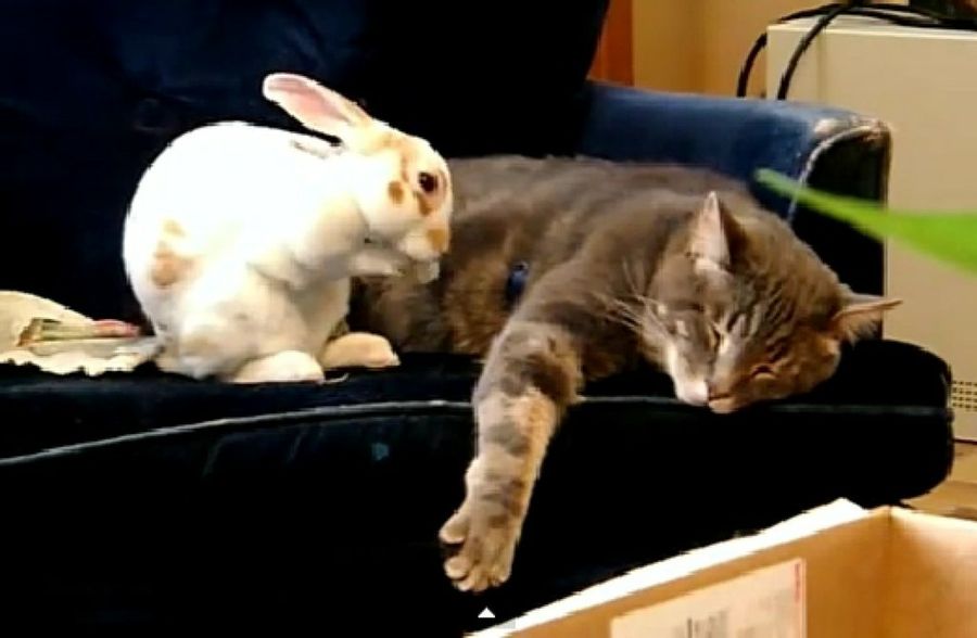 Civil fuerte partícula El gato y el conejo: AMIGOS | Mascotas