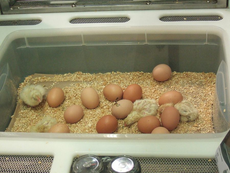 Hacer una incubadora de huevos es facilísimo | Mascotas