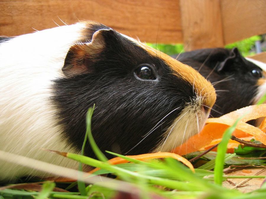 Cómo hacer una casa para cobayas | Mascotas