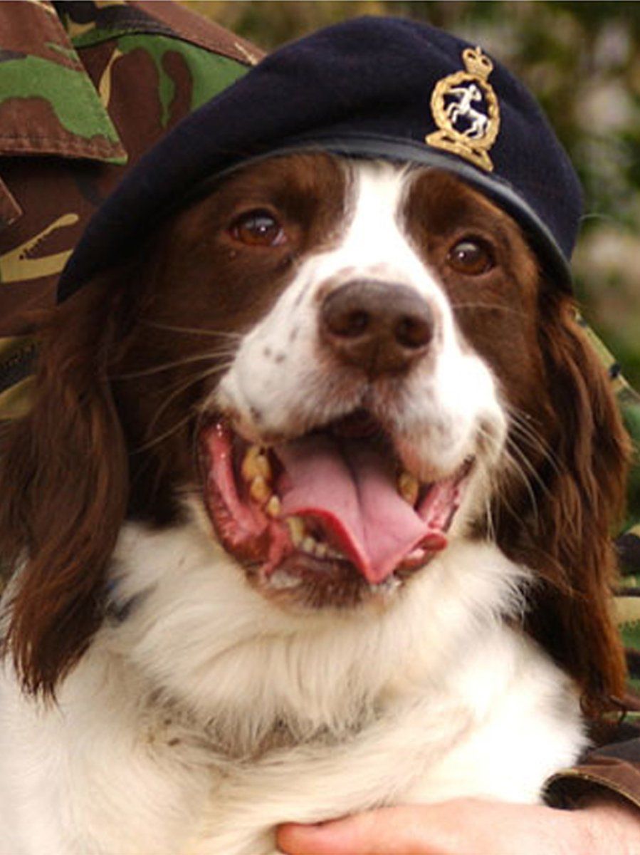 Buster, héreo de Irak