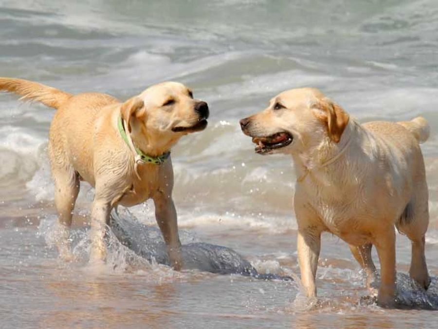 perros en playa