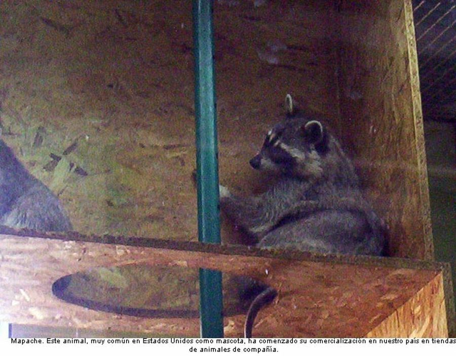 mapache
