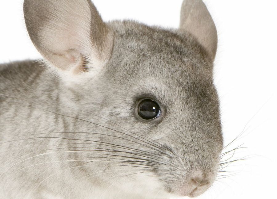 Chinchilla