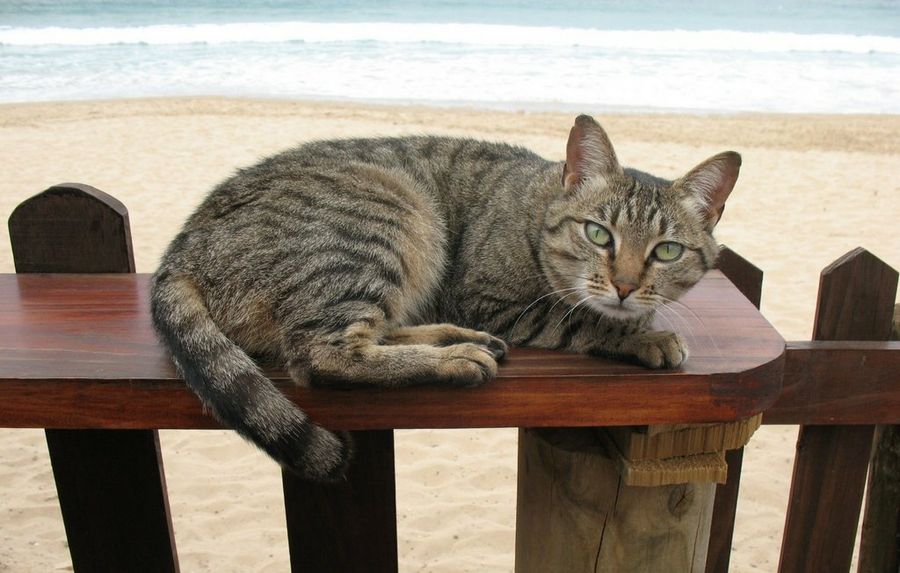 Gato