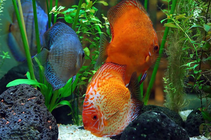 Peces