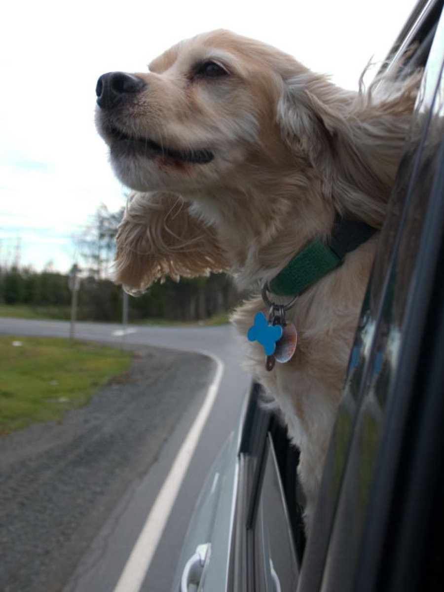 perro asomado por ventanilla