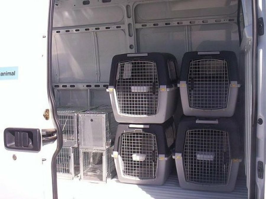 jaulas interior ambulancia