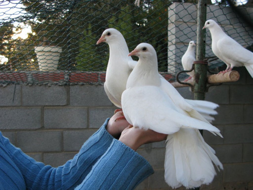 Las palomas mensajeras, un ave que ha hecho historia | Mascotas