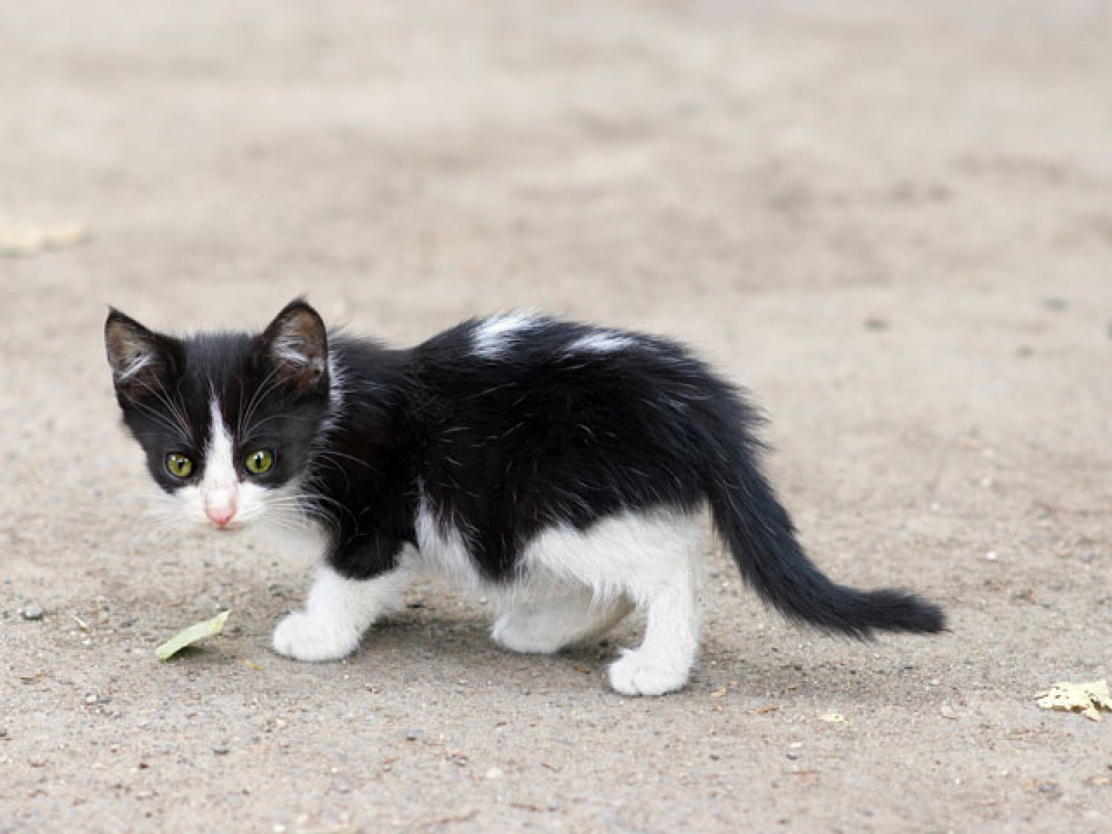gatito blanco&negro