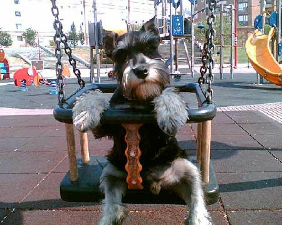 perro en un columpio