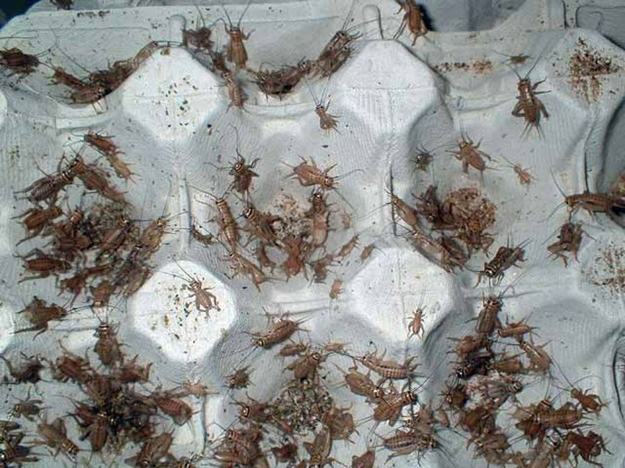 grillos en huevera de cartón