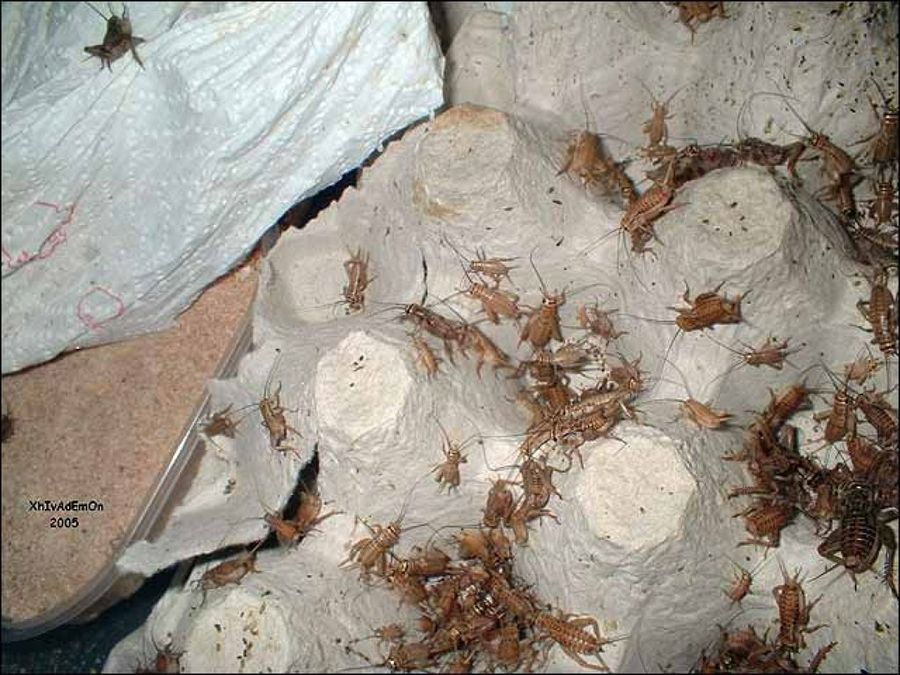 grillos en huevera de cartón