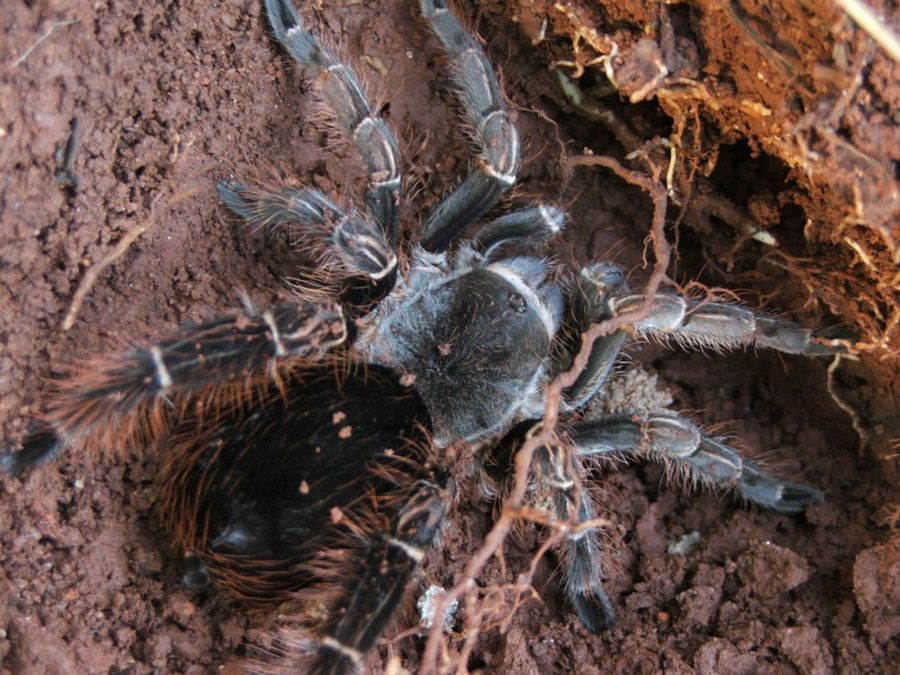 tarántula4