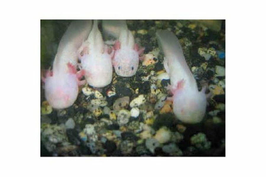 axolotes