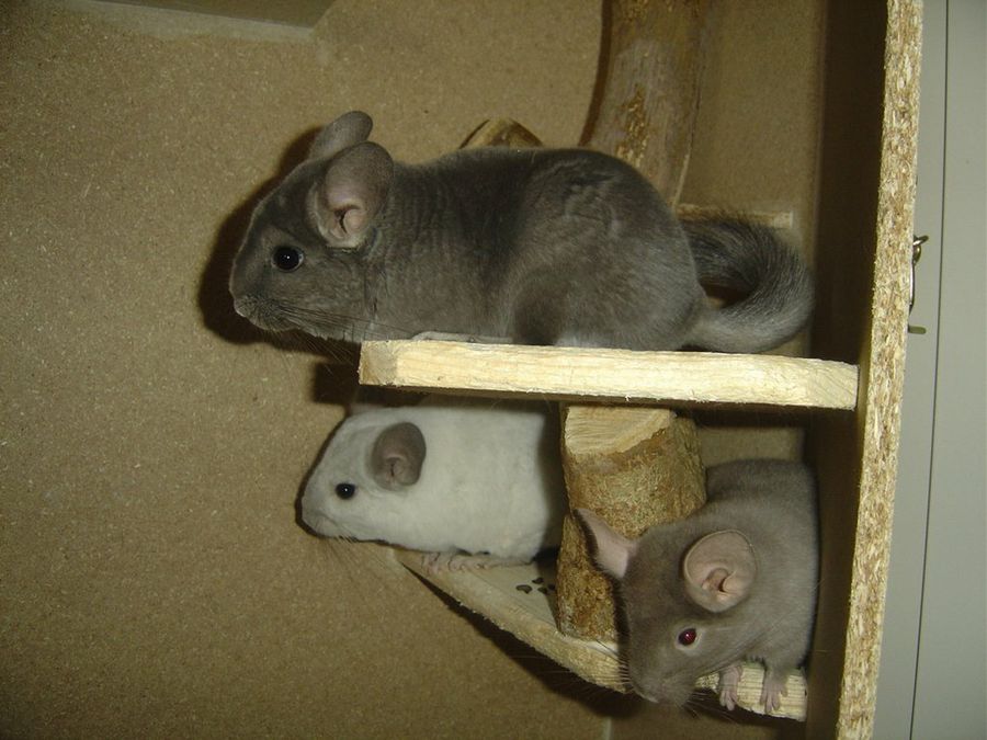 tres chinchillas