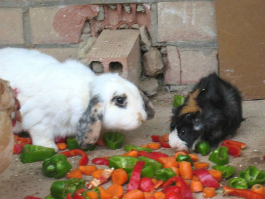 conejos comiendo verdura