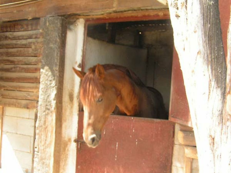 caballo en la cuadra