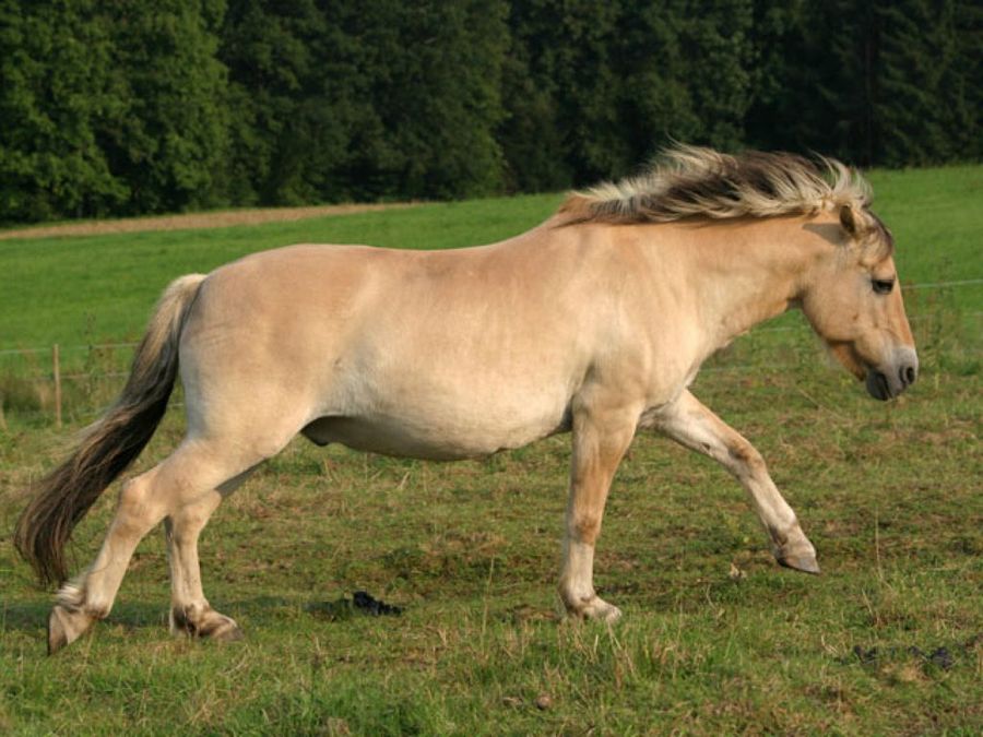 caballo en la cuadra