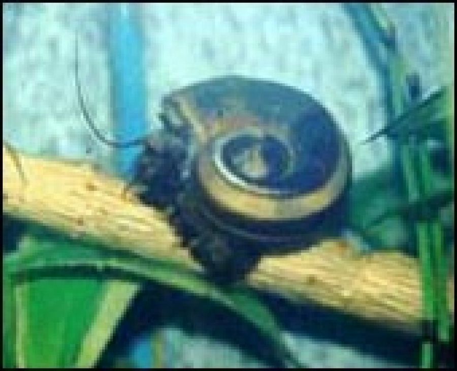 caracol