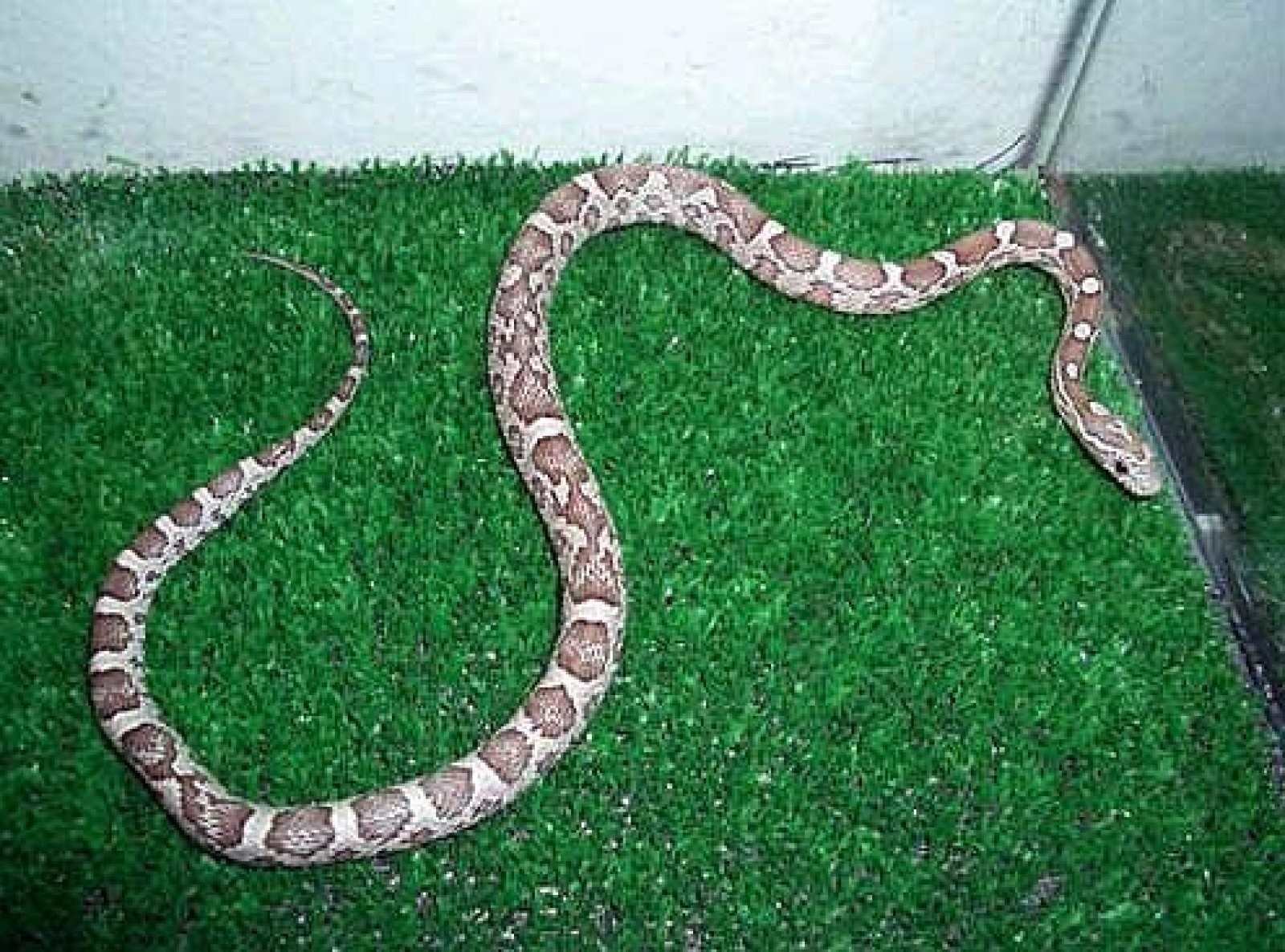 serpiente marrón