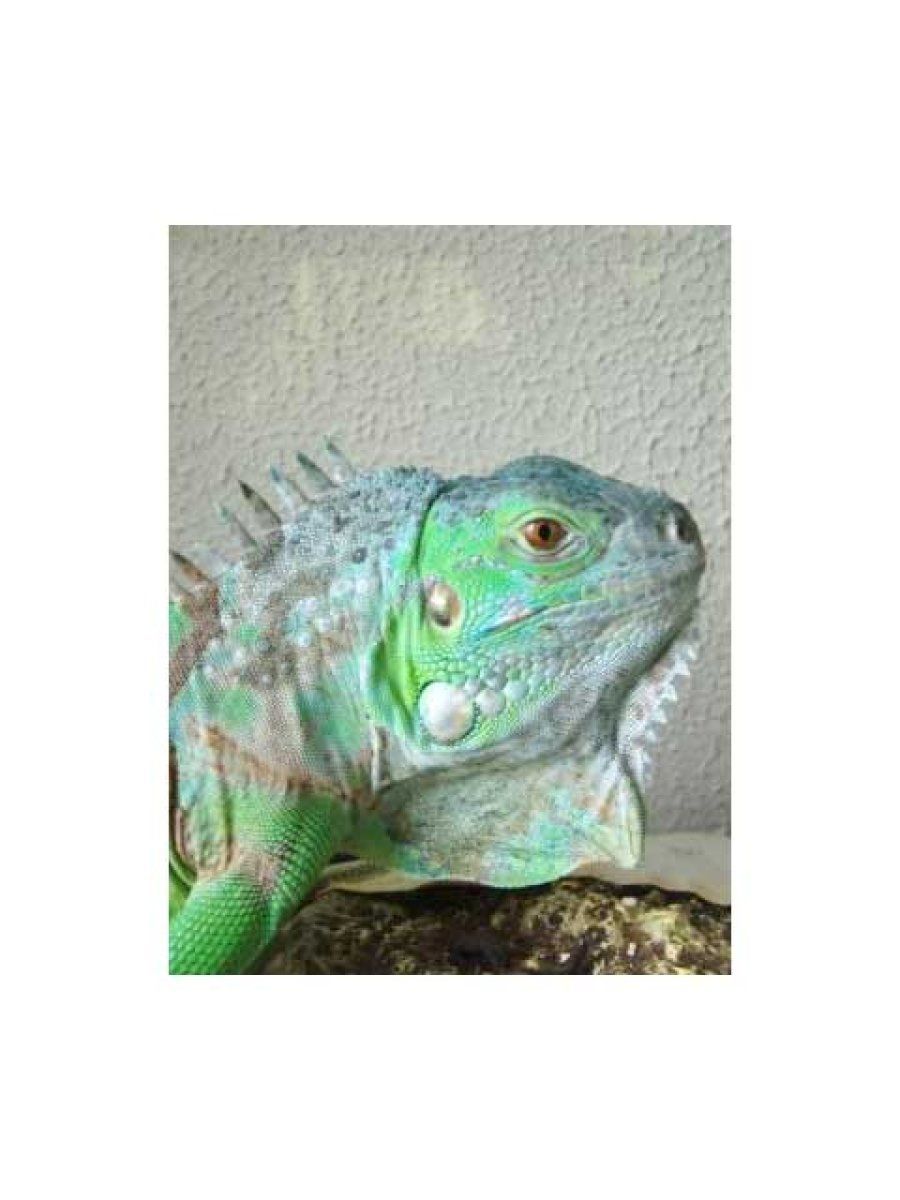 iguana verde