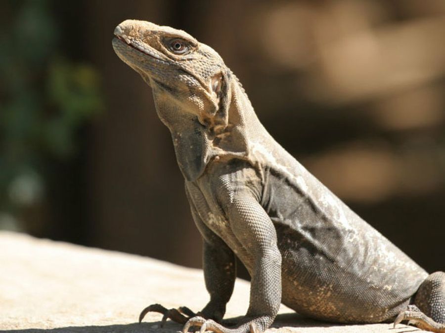 iguana de pie