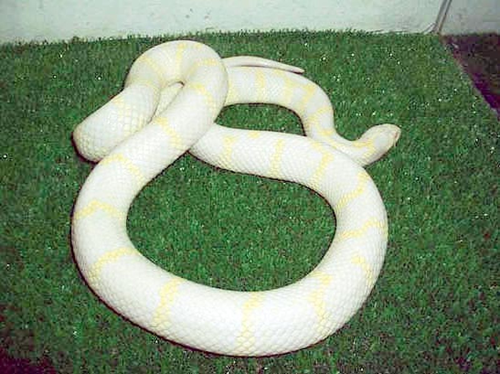 serpiente blanca