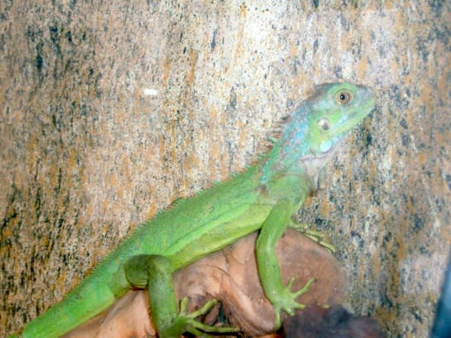 iguana