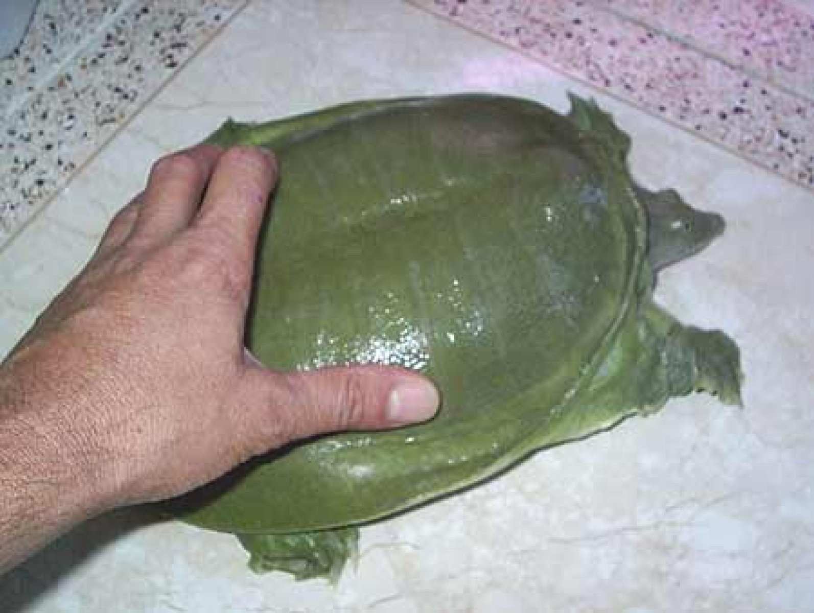 caparazón tortuga